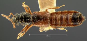 Media type: image;   Entomology 6534 Aspect: habitus dorsal view